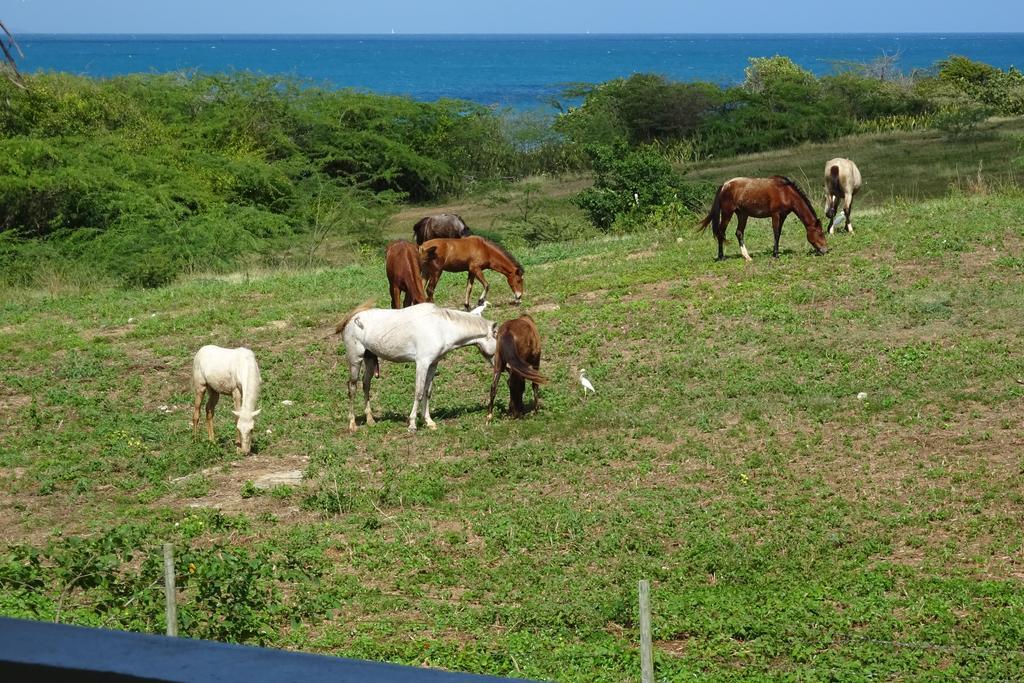 Tranquility By The Sea Villa Vieques Ruang foto