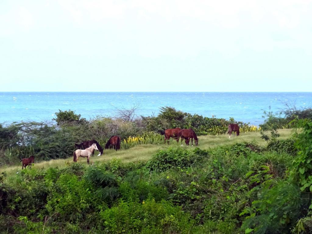 Tranquility By The Sea Villa Vieques Ruang foto