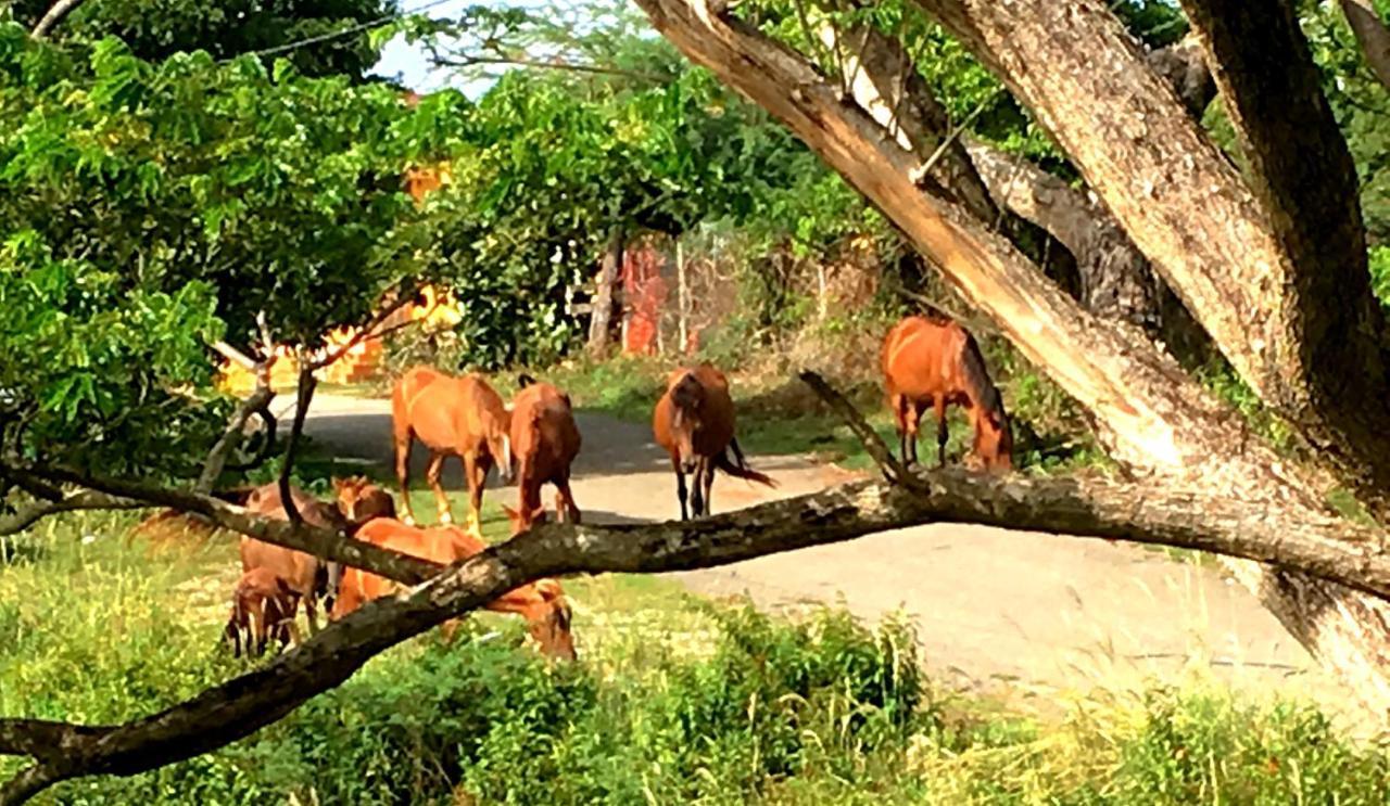 Tranquility By The Sea Villa Vieques Bagian luar foto